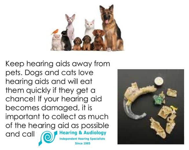 how can i help my dog gain hearing